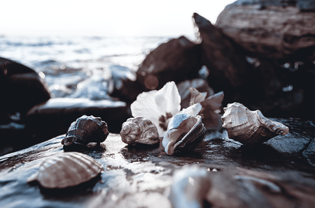 Beautiful colored seashells on large stones near the sea and with splashの写真素材