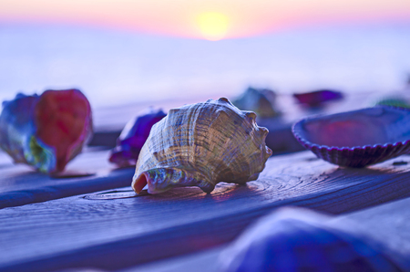 Beautiful colored seashells on large wood near the seaの写真素材