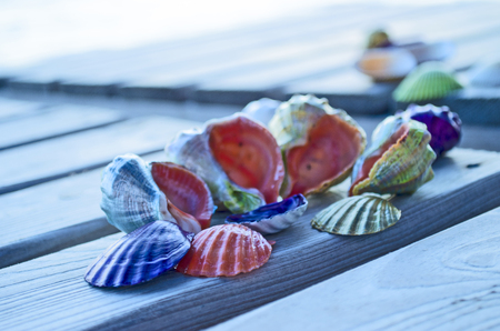 Beautiful colored seashells on large wood near the seaの写真素材