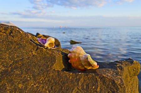 Beautiful colored seashells on large stones near the seaの写真素材