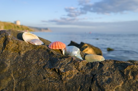 Beautiful colored seashells on large stones near the seaの写真素材