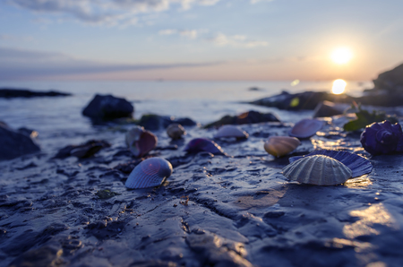 Beautiful colored seashells on large stones near the sea and with splashの写真素材