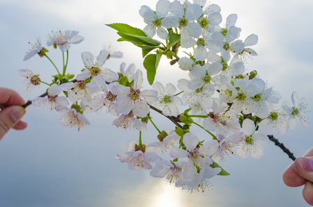 Branches of cherry blossoms in hands at sunset near the sea.の写真素材