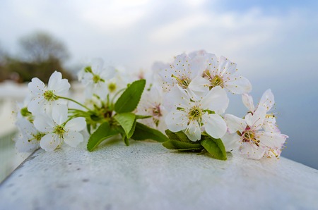 Cherry blossom at the sea shore against the sunset.の写真素材