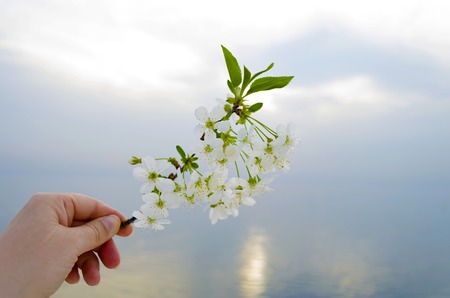 Branches of cherry blossoms in hands at sunset near the sea.の写真素材