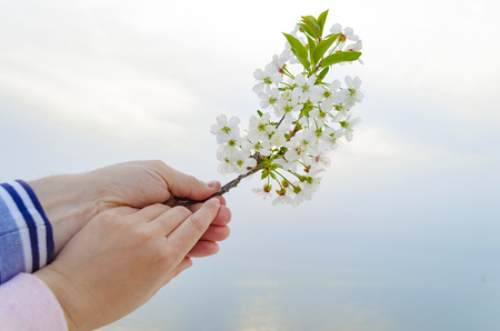 Branches of cherry blossoms in hands at sunset near the sea.の写真素材