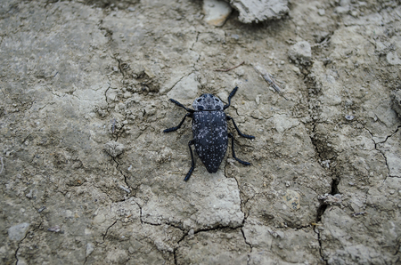 A large black beetle with white spots sits on the ground.の写真素材