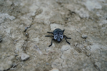 A large black beetle with white spots sits on the ground.