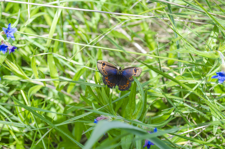 A beautiful butterfly sits on the grass, spreading its wings.の写真素材