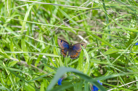 A beautiful butterfly sits on the grass, spreading its wings.の写真素材