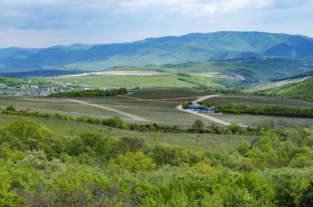 Vineyard in the middle of the forest in the mountains. Russia.の写真素材