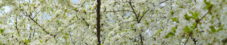 White cherry blossoms in spring sun with blue sky and tender bokeh.の写真素材