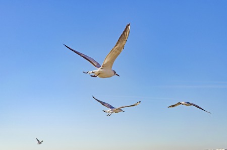 Seagulls fly over the Black sea against the blue sky.の写真素材