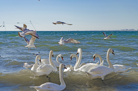 Swans and gulls are fighting for bread and swim in the Black sea.の写真素材
