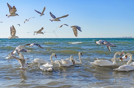 Swans and gulls are fighting for bread and swim in the Black sea.の写真素材