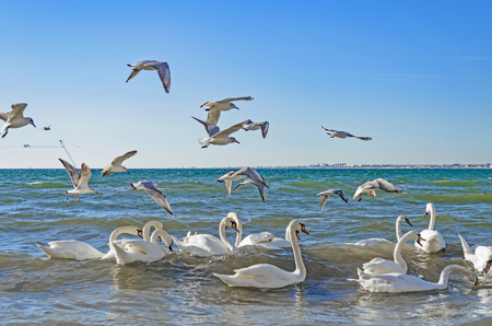 Swans and gulls are fighting for bread and swim in the Black sea.の写真素材
