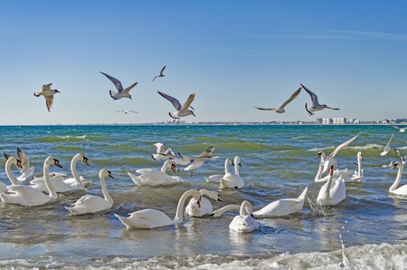 Swans and gulls are fighting for bread and swim in the Black sea.の写真素材
