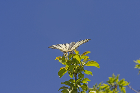 Iphiclides podalirius sits on a branch with green leaves.の写真素材