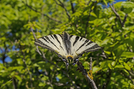 Iphiclides podalirius sits on a branch with green leaves.の写真素材