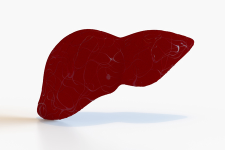 Rotation of the human liver model on a dark background. 3D rendering.の写真素材