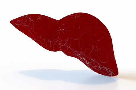 Rotation of the human liver model on a dark background. 3D rendering.の写真素材