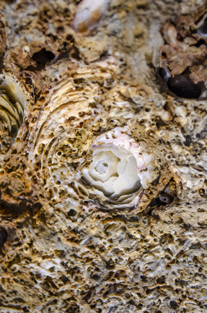 Roses shell carvings on stone.の写真素材