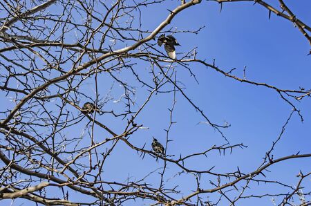 Starlings sit on a branch in the spring and singの写真素材