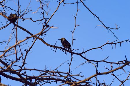 Starlings sit on a branch in the spring and singの写真素材