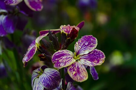 Violets flowers bloom in the spring forest.の写真素材