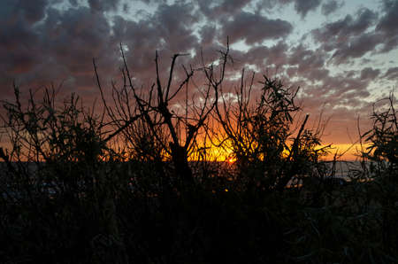 Against the background of a fiery sunset and clouds, the silhouette of branches of bushesの写真素材