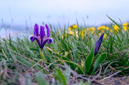 Iris reticulata. bakeriana is a variety of plant in the genus Iris. Wild purple and yellow irises...