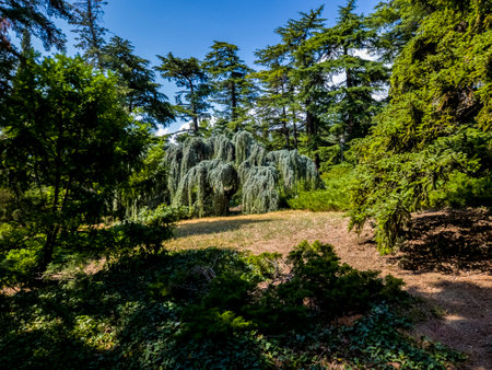 atlas cedar among the treesの写真素材