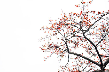 Blossom of the Red Silk Cotton Treeの写真素材