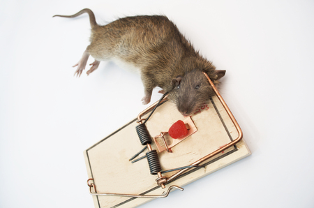 Rat In Wooden Rat Trap, Deadの写真素材