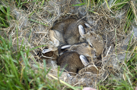 Bunny Nest In The Grassの写真素材