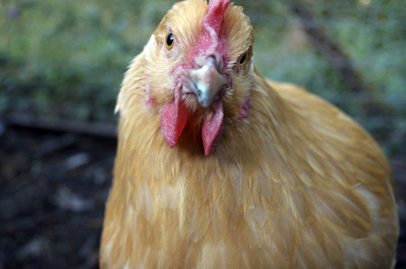 Yellow Orpington Chicken Looking into Cameraの写真素材