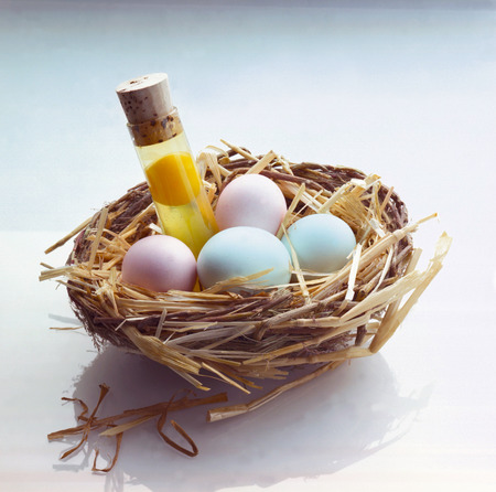 Girl or Boy Embryo, Test Tube With Chicken Egg in a Nest With Pastel Blue and Pink Eggsの写真素材