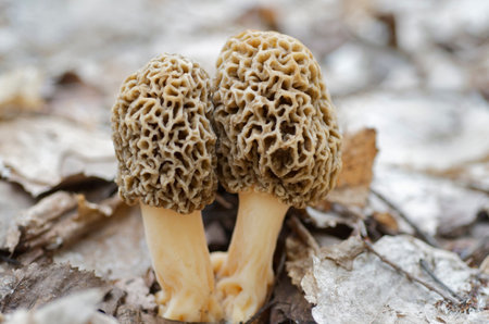 Grey Morel Mushrooms In Their Natural Environmentの写真素材