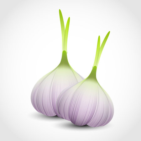 Garlicのイラスト素材