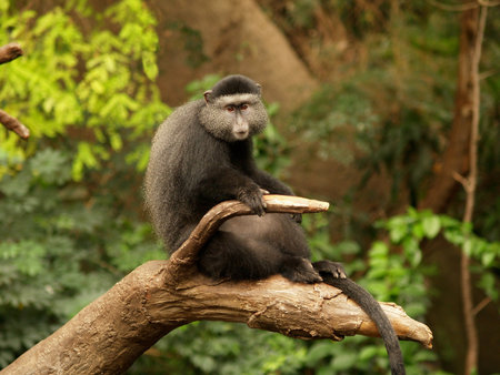 Lone monkey sitting on a limb.  