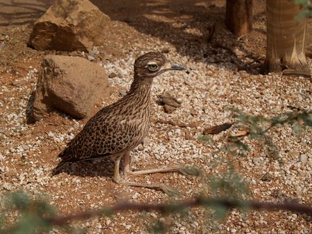 A spotted bush thick-knee or bush stone-curlew sunning in the sand.の写真素材