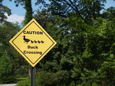 Yellow diamond caution duck crossing sign beside a road.の写真素材