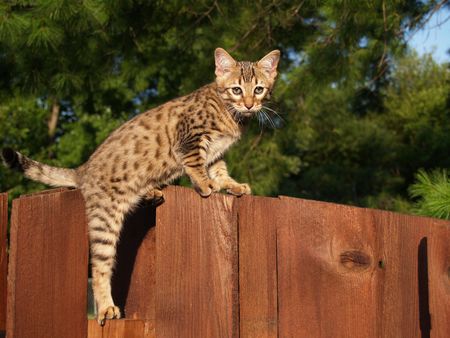 A spotted and striped gold colored male Serval Savannah kitten climbing on a wooden fence.の写真素材