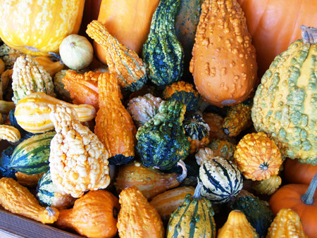Colorful pile of an assortment of ornamental gourds.