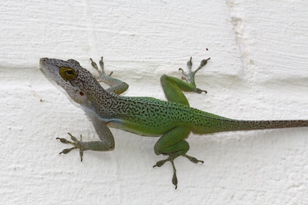 Green chameleon on a white painted block wall in Antigua Barbuda in the Caribbean Lesser Antilles West Indies   Names are Leach s Anoles  Anolis leachii の写真素材