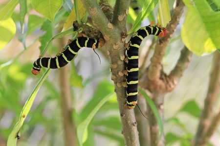 Colorful Tetrio Sphinx Caterpillar Eatingの写真素材