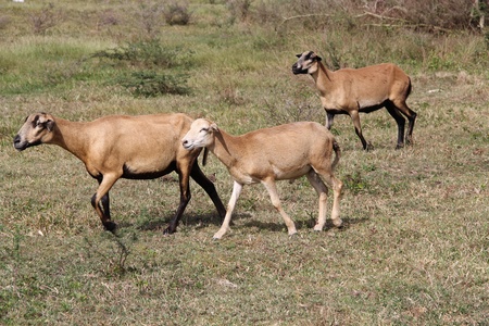 Three brown sheep grazing and roaming free in Antigua Barbuda, Caribbean Lesser Antilles West Indies,の写真素材