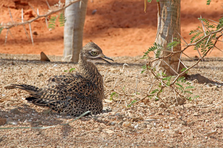 A spotted bush thick-knee or bush stone-curlew sunning in the sand.