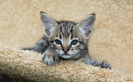 Savannah cat. Beautiful face of a spotted and striped gold colored Serval Savannah kitten with blue eyes relaxing on a cat tree shelf.の写真素材