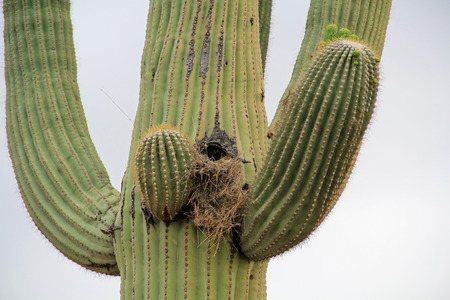 A bird nest also known as a saguaro boot among the arms of a large saguaro cactus against a white and blue sky in Saguaro National Park Tucson, Arizona, USA.の写真素材